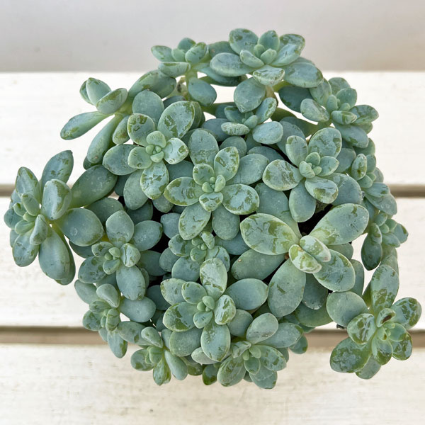 セダム：オーロラブルー 3.5号ポット