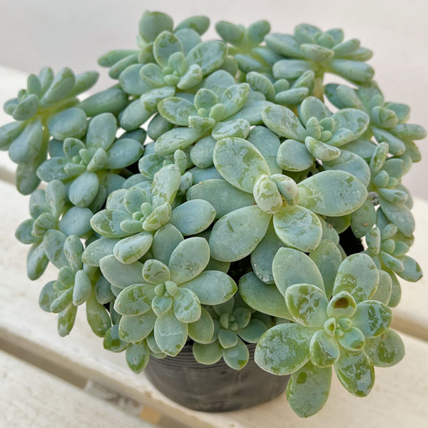 セダム：オーロラブルー 3.5号ポット