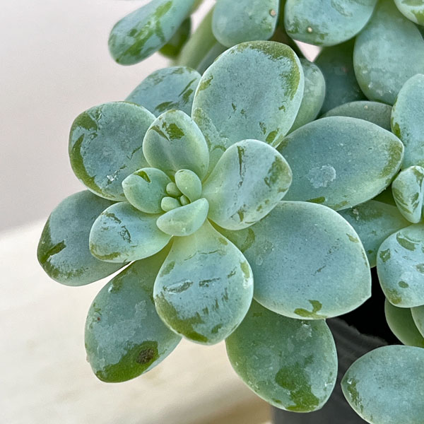 セダム：オーロラブルー 3.5号ポット