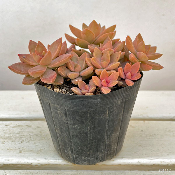 グラプトセダム:カリフォルニアサンセット 3.5号ポット