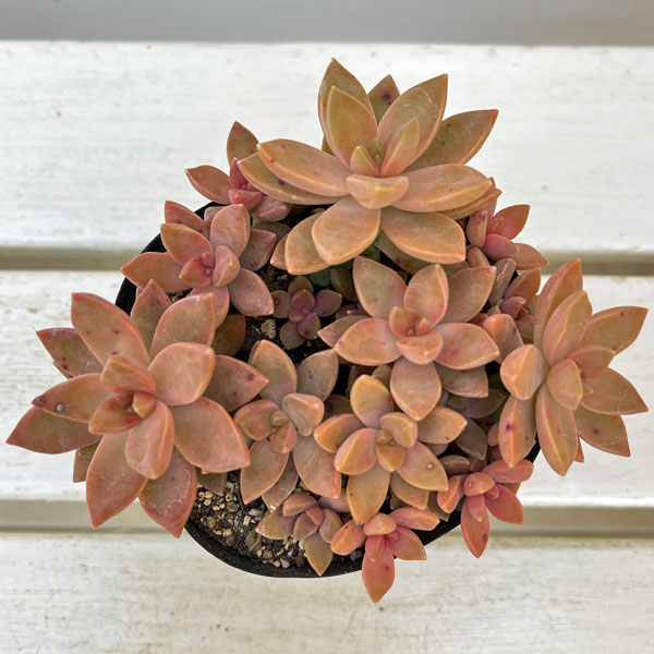 グラプトセダム:カリフォルニアサンセット 3.5号ポット