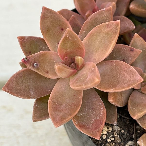 グラプトセダム:カリフォルニアサンセット 3.5号ポット