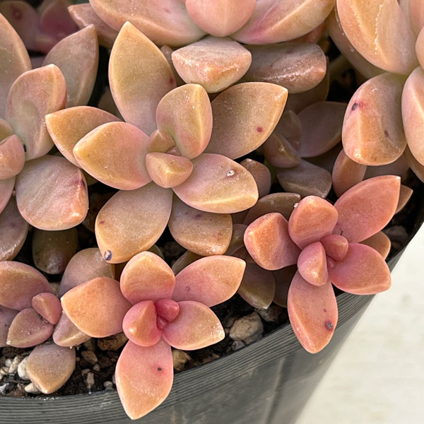 グラプトセダム:カリフォルニアサンセット 3.5号ポット