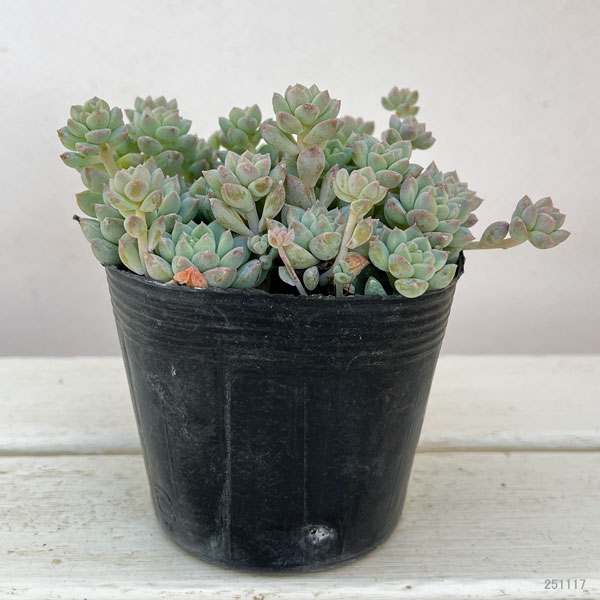 エケベリア:プロリフィカ 3.5号ポット