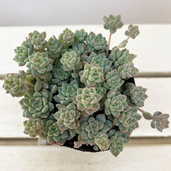 エケベリア:プロリフィカ 3.5号ポット