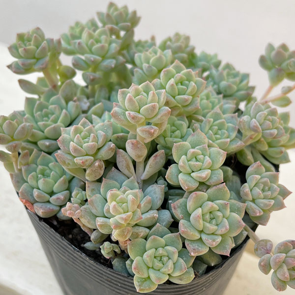 エケベリア:プロリフィカ 3.5号ポット