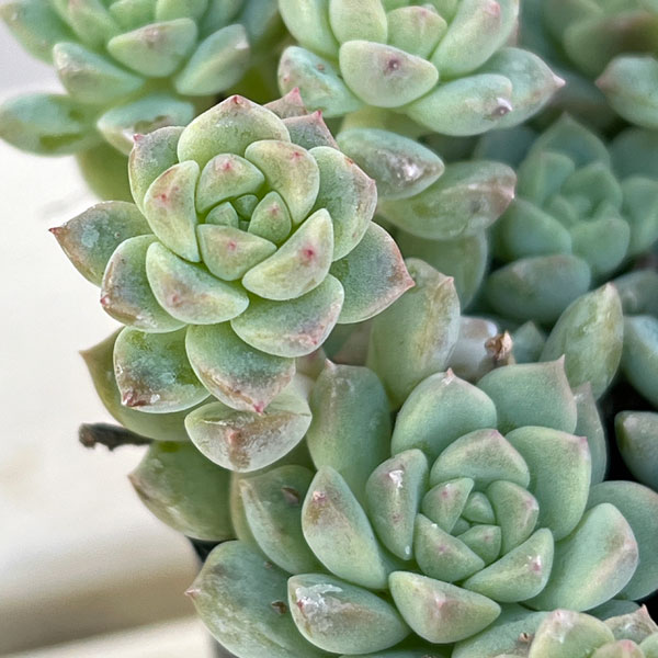 エケベリア:プロリフィカ 3.5号ポット