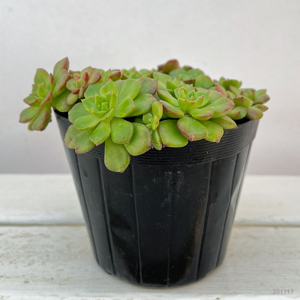 セデベリア:レディジア 3.5号ポット