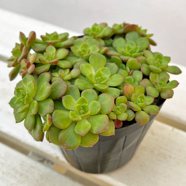 セデベリア:レディジア 3.5号ポット