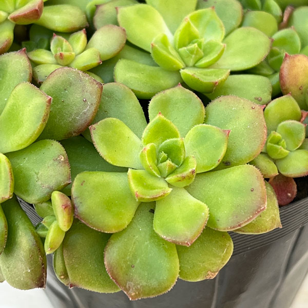 セデベリア:レディジア 3.5号ポット