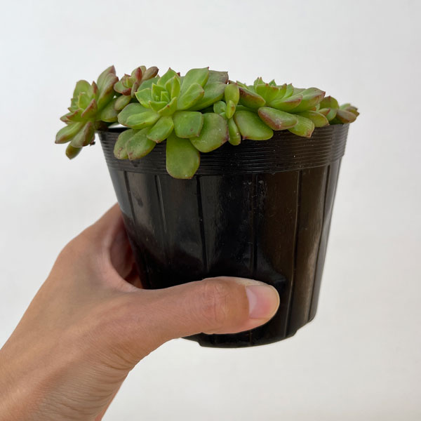 セデベリア:レディジア 3.5号ポット