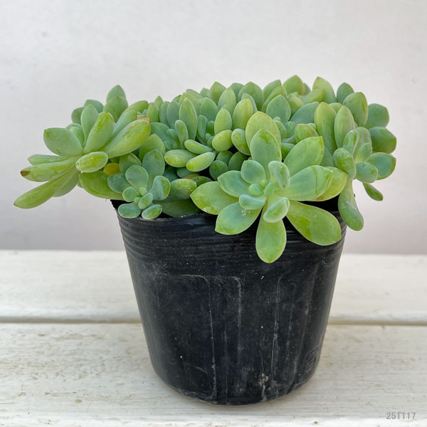 セダム:クラバツム(クラバツム)3.5号ポット