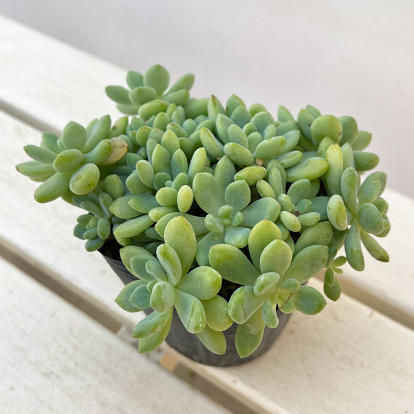 セダム:クラバツム(クラバツム)3.5号ポット