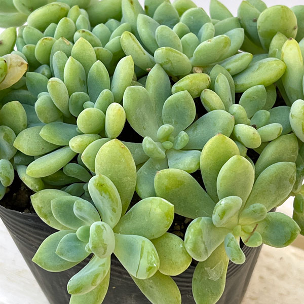 セダム:クラバツム(クラバツム)3.5号ポット