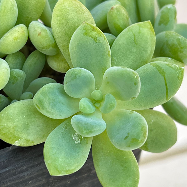 セダム:クラバツム(クラバツム)3.5号ポット