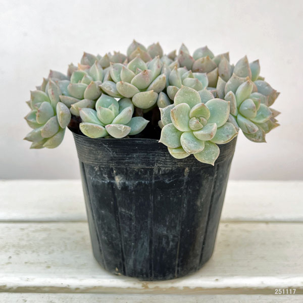 グラプトベリア:白牡丹(シロボタン)3.5号ポット