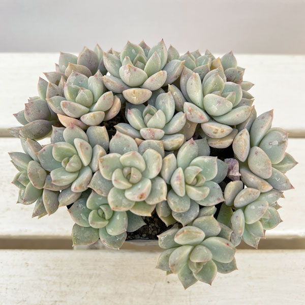 グラプトベリア:白牡丹(シロボタン)3.5号ポット