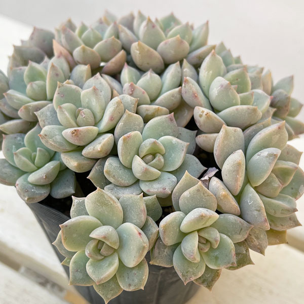 グラプトベリア:白牡丹(シロボタン)3.5号ポット