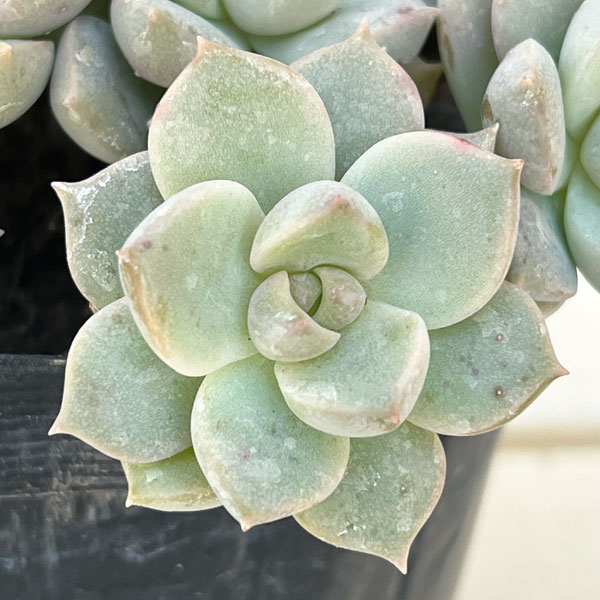 グラプトベリア:白牡丹(シロボタン)3.5号ポット