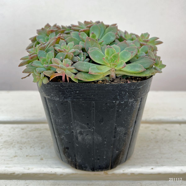 エケベリア:エメラルドリップ 3.5号ポット
