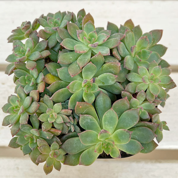 エケベリア:エメラルドリップ 3.5号ポット