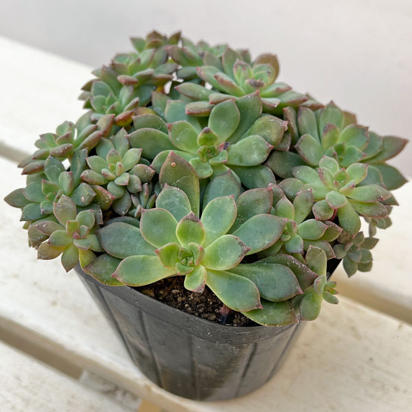 エケベリア:エメラルドリップ 3.5号ポット