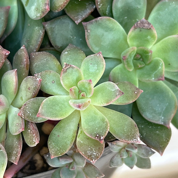 エケベリア:エメラルドリップ 3.5号ポット