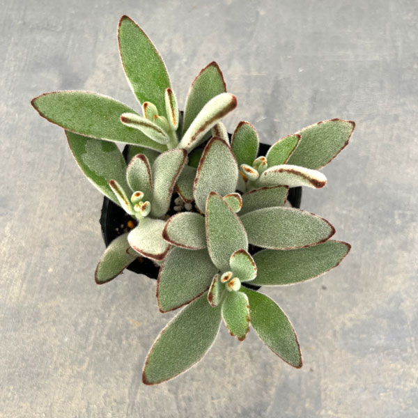 カランコエ:月兎耳(うさぎの耳)3号ポット