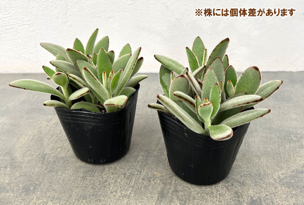 カランコエ:月兎耳(うさぎの耳)3号ポット