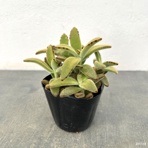 カランコエ:ゴールデンラビット3号ポット