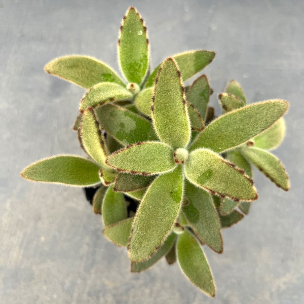 カランコエ:ゴールデンラビット3号ポット