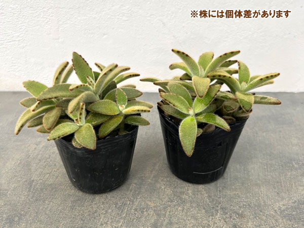 カランコエ:ゴールデンラビット3号ポット