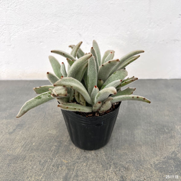 カランコエ:パンダうさぎ 3号ポット