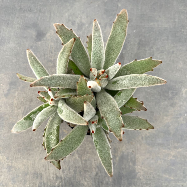 カランコエ:パンダうさぎ 3号ポット