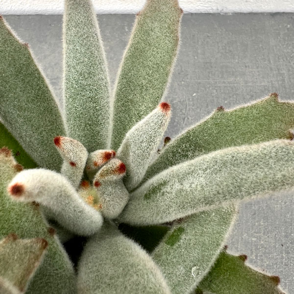 カランコエ:パンダうさぎ 3号ポット