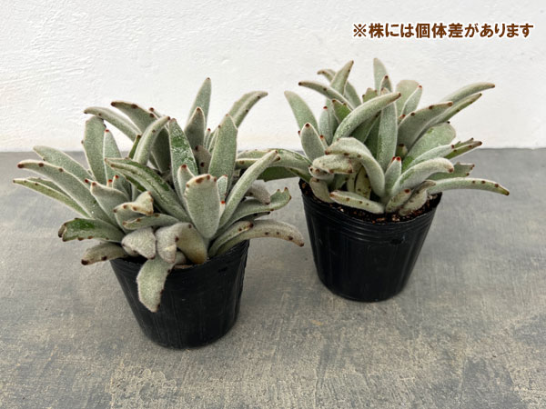 カランコエ:パンダうさぎ 3号ポット