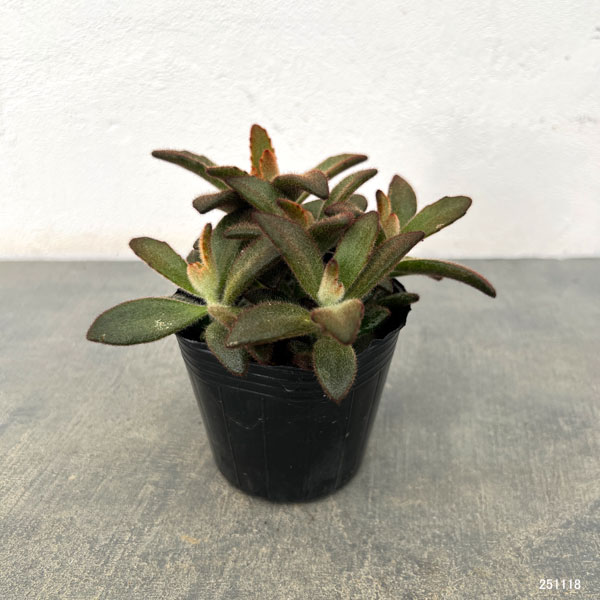 カランコエ:シナモン 3号ポット