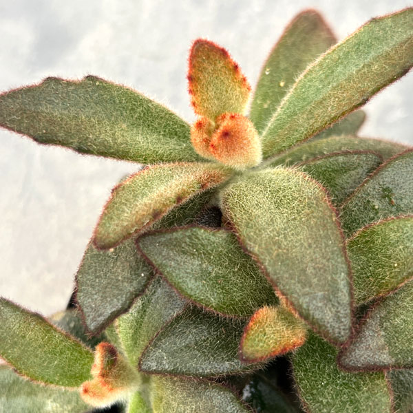 カランコエ:シナモン 3号ポット