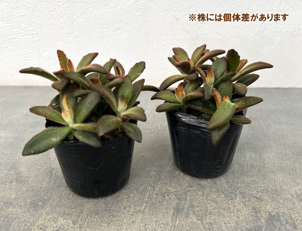 カランコエ:シナモン 3号ポット