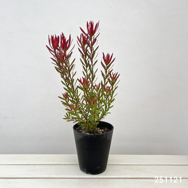 リューカデンドロン:ジャックハーレ5号鉢植え