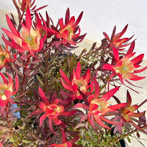 リューカデンドロン:ジャックハーレ5号鉢植え