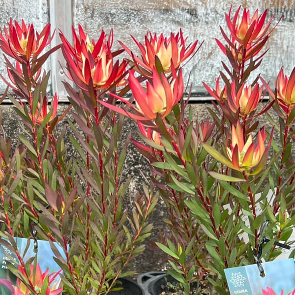 リューカデンドロン:ジャックハーレ5号鉢植え