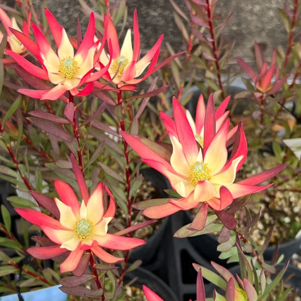 リューカデンドロン:ジャックハーレ5号鉢植え