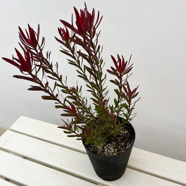 リューカデンドロン:ジャックハーレ5号鉢植え