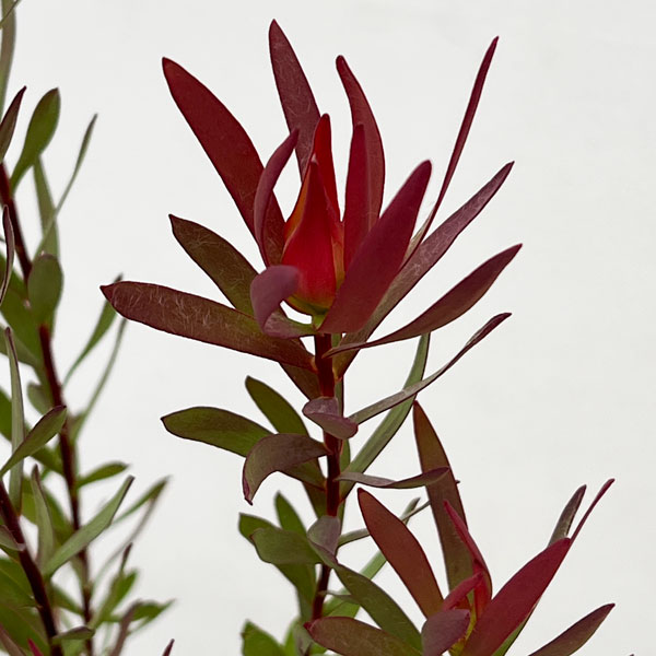 リューカデンドロン:ジャックハーレ5号鉢植え