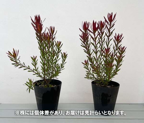リューカデンドロン:ジャックハーレ5号鉢植え