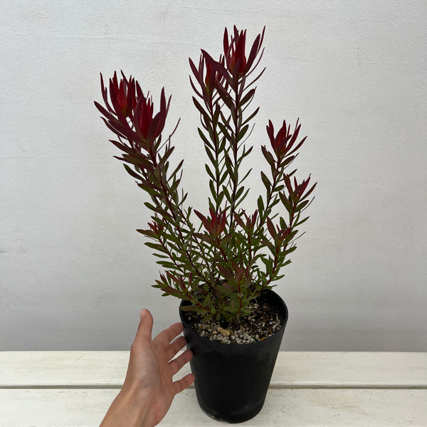 リューカデンドロン:ジャックハーレ5号鉢植え