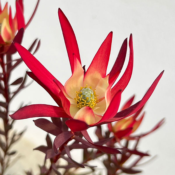 リューカデンドロン:ジャックハーレ5号鉢植え