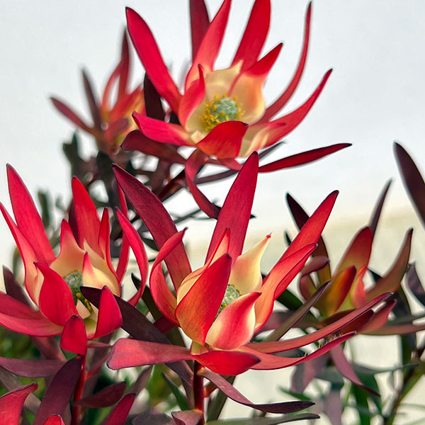 リューカデンドロン:ジャックハーレ5号鉢植え