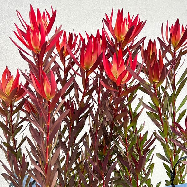 リューカデンドロン:ジャックハーレ5号鉢植え